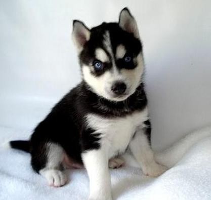 husky siberiano es uno de los perros que estan  en mi lista de los que quiero mas